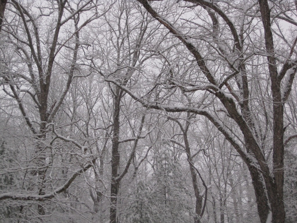 The trees covered in snow.